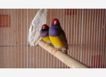 diamants de Gould Vert TR / PV
