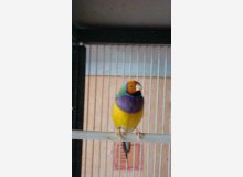 Diamant de Gould vert TO / PV