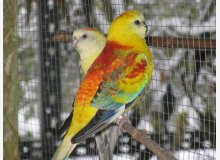 croupion rouge opaline