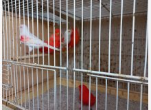 Canaris rouge et mosaique rouge