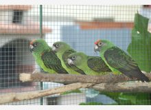 perroquet de jardine