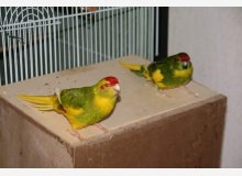 Kakariki Front Rouge