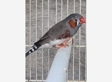diamant mandarin ancestral