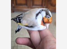 Chardonneret major femelle mutation