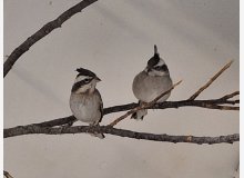 Cardinal nain de bolivie