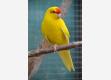 kakariki front rouge