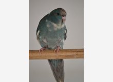 kakariki front rouge