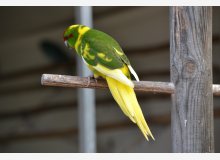 kakariki front rouge