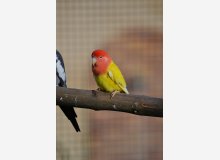 roseicollis lutino opaline masque rouge