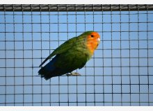 roseicollis msque orange