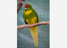 kakariki front rouge