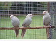 kakariki front rouge