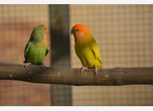 roseicollis opaline masque orange