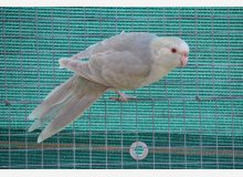 kakariki front rouge