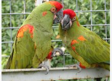 Couple Reproducteur ARA RUBROGENYS - Ara de Lafres