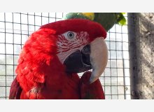 ARA CHLOROPTERE Reproducteur