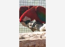 Couple Reproducteur ARA CHLOROPTERE