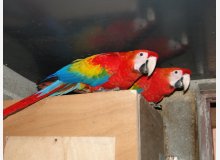 Couple Reproducteur ARA MACAO - Ara Rouge