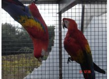 Couple Reproducteur ARA MACAO