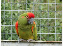 Reproducteur ARA RUBROGENYS - Ara de Lafresnaye