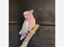 Cacatoès leadbeater