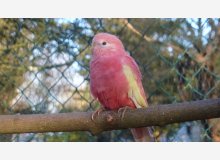 Bourque M à échanger (contre M. TS)  ou à vendre.