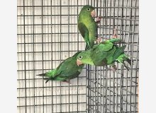 Brotogéris Jugularis