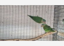 Brotogéris Pyrrhopterus