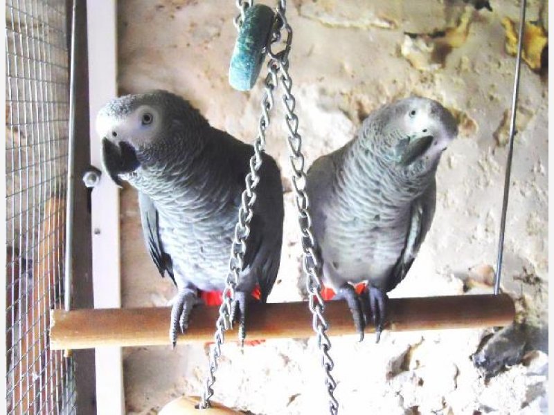 Mes gris