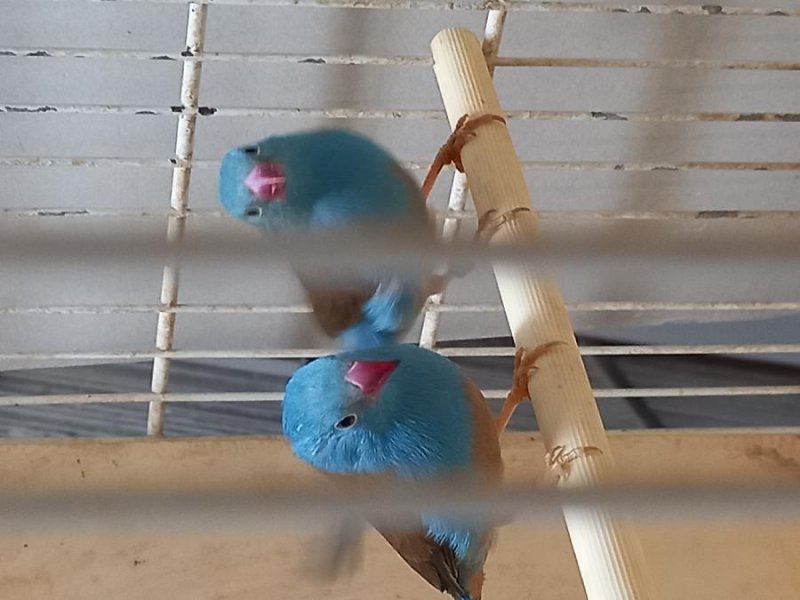 Cap bleu