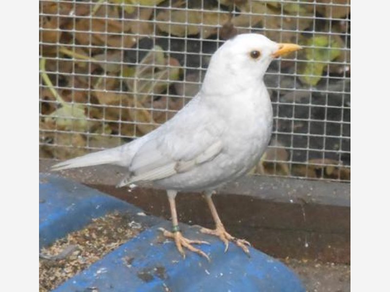 Male Merle Grizzle en argenté