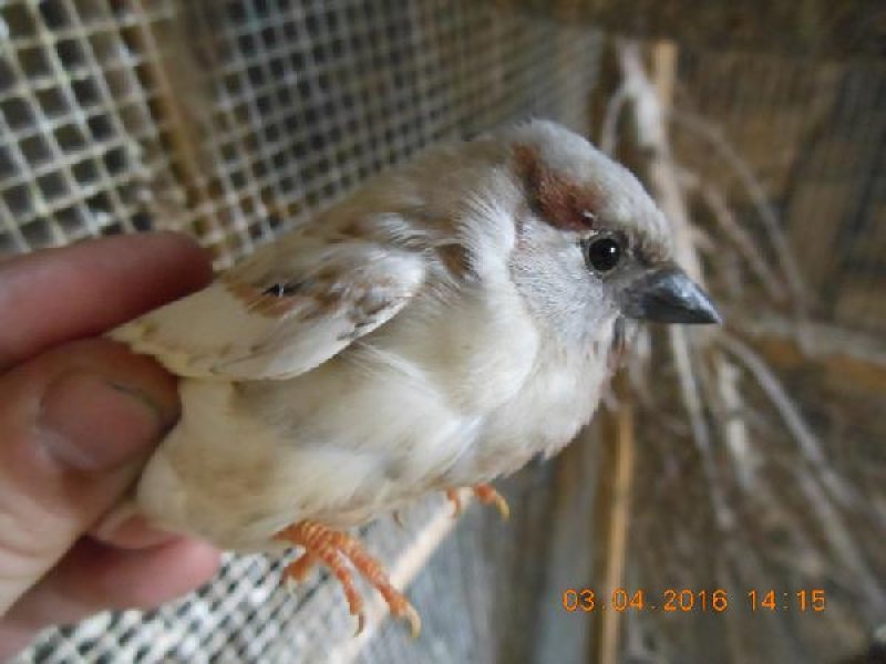 Moineau Domestiaque mutation Poitrine noire