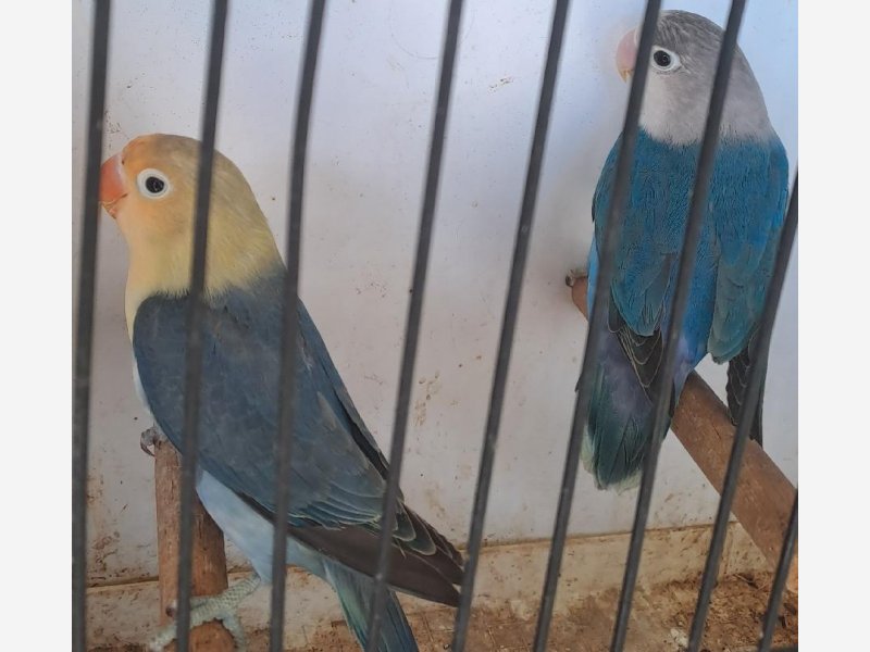 ficher turquoise