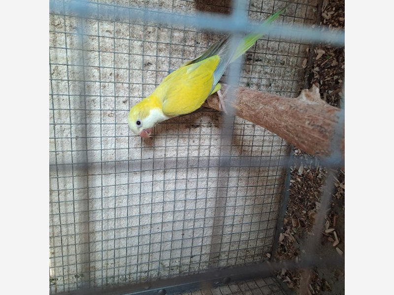 perruches souris