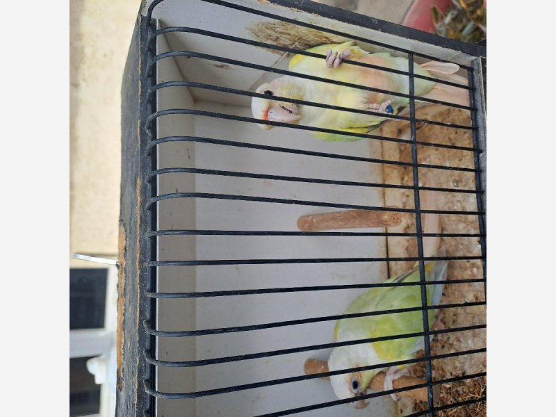 pyrrhuras mutation