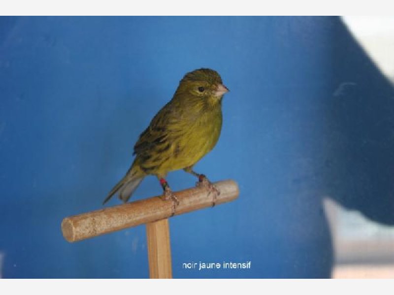 noir jaune intensif/opale