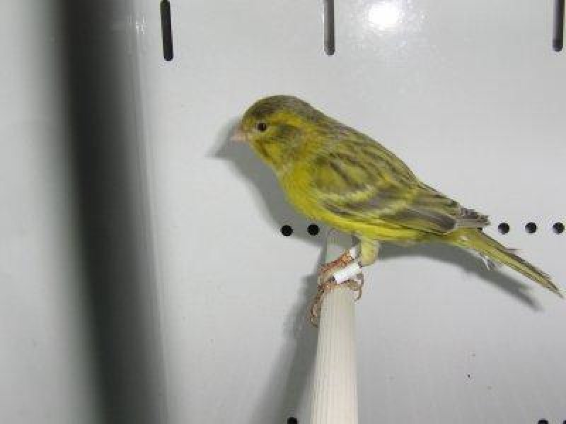 noir opale jaune intensif 92 points