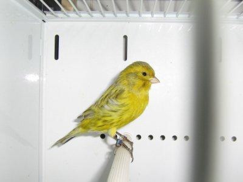 noir opale jaune intensif 93 points