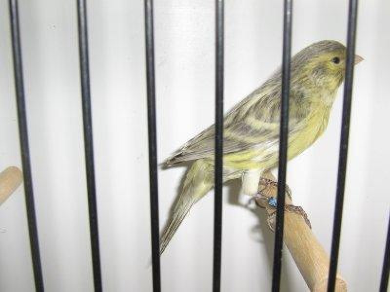 noir opale jaune shimmel