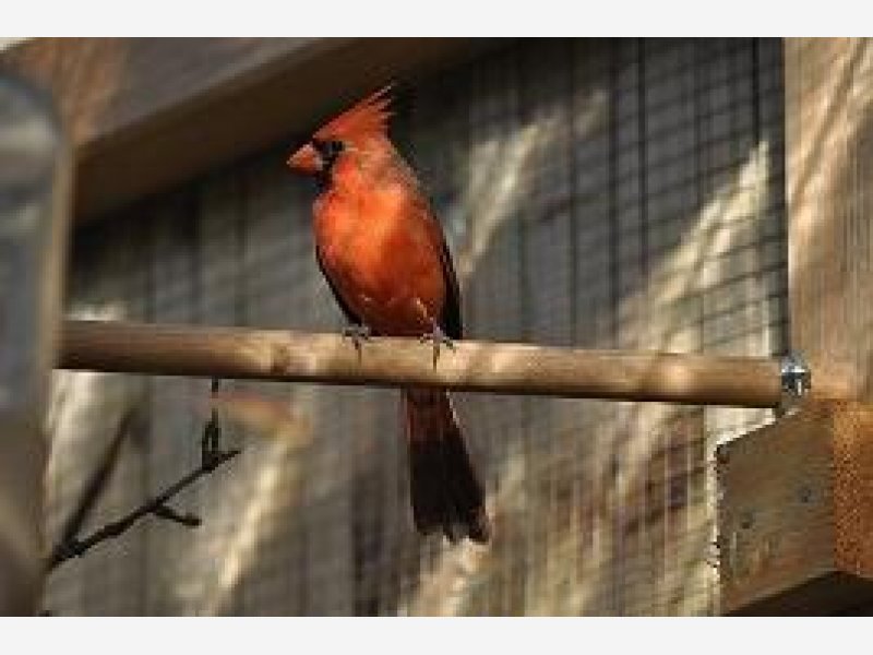 Cardinal Rouge