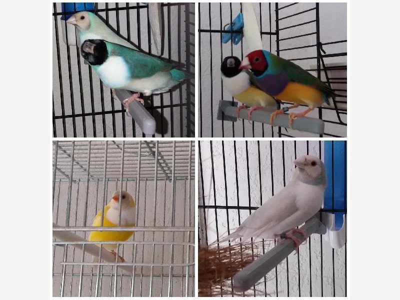 Diamants de Gould