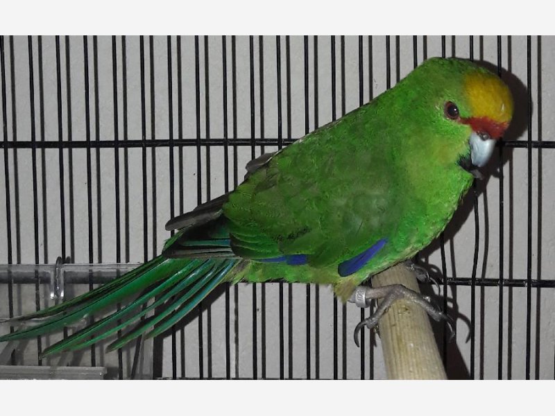 Kakariki Front Jaune