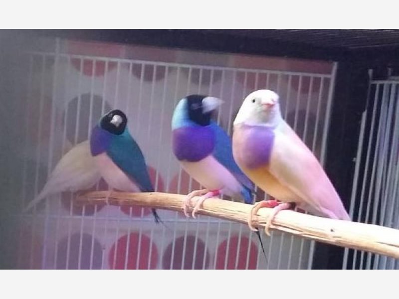 Bleus et pastel argenté