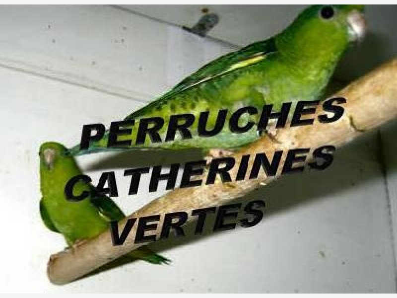 Perruches Catherines