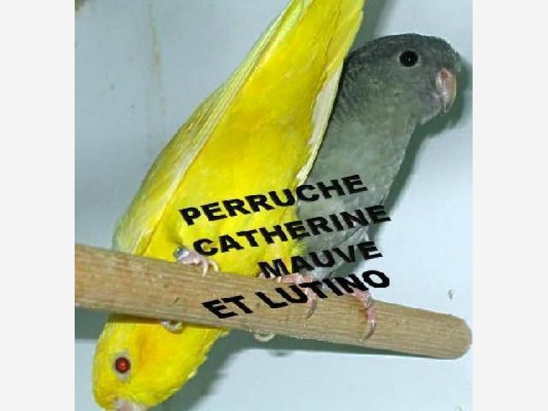 Perruches Catherines