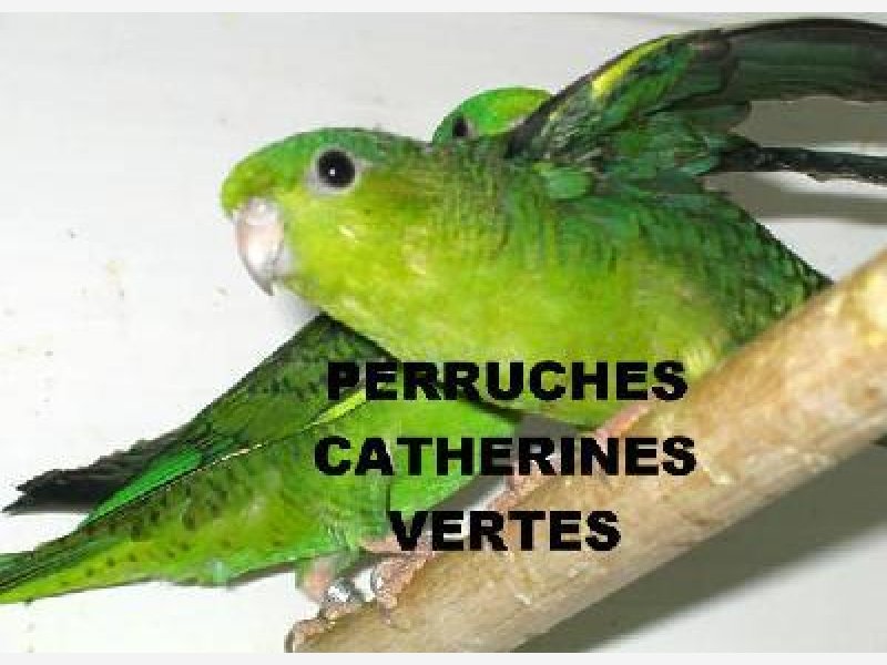 Perruches Catherines