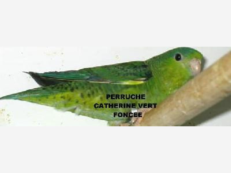 Perruches Catherines