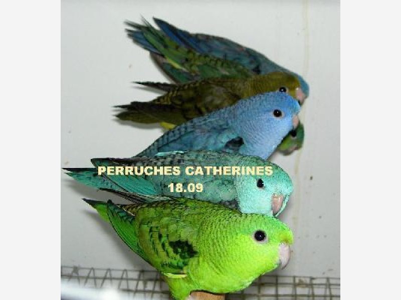 Perruches Catherines