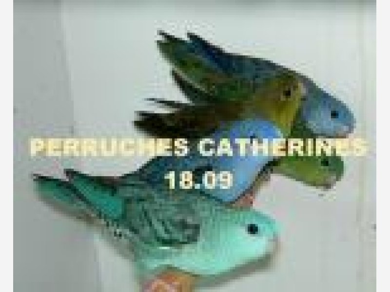Perruches Catherines