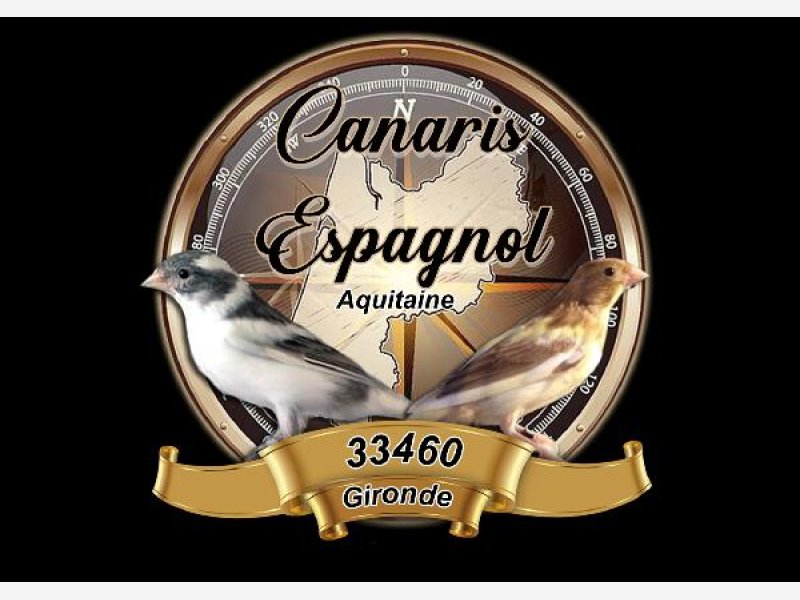 Canarisespagnol33460gironde
